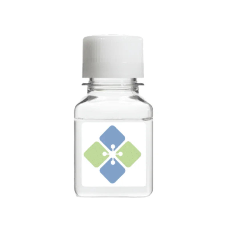 Anti-Cyclin-Dependent Kinase 12 CDK12 Antibody