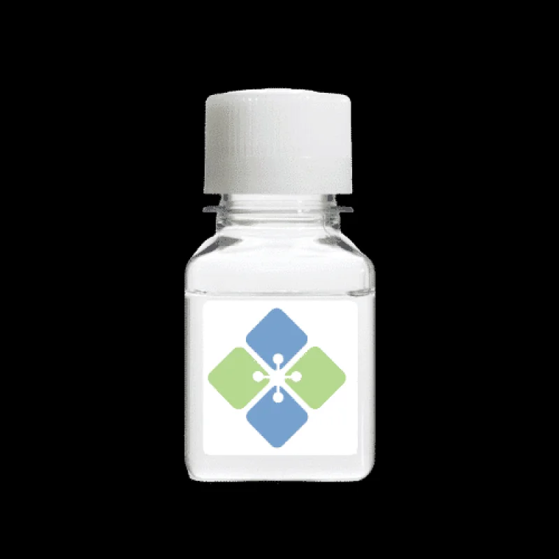 Rabbit OTX2 Antibody